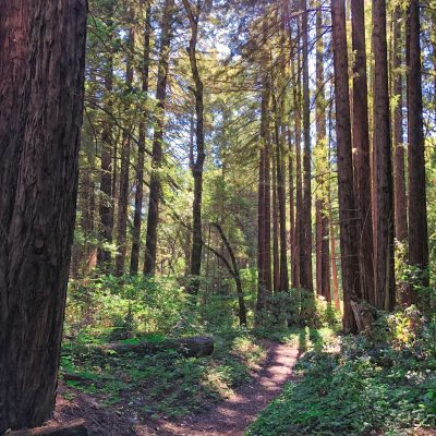 Redwood Hike- State Parks Week