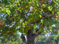 Historic Orchard Legacy Fruit