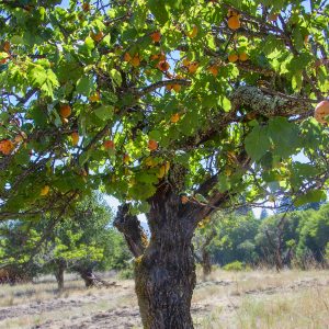 General Admission – Historic Orchard Legacy Fruit