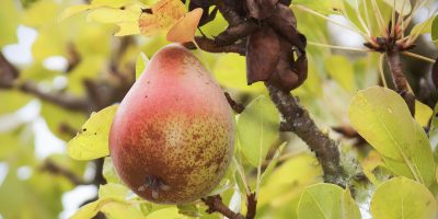 The Historic Orchard 2025 Harvest Celebration