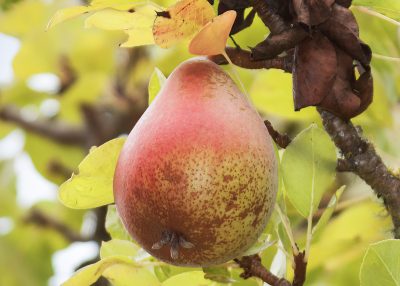 Historic Orchard Legacy Fruit