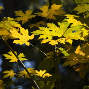 General Admission $10-Perfect Shady Hike