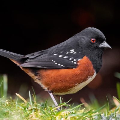 Welcoming the Migrants - Fall/Winter Birds 2024