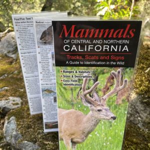 Mammals of Central and Northern California