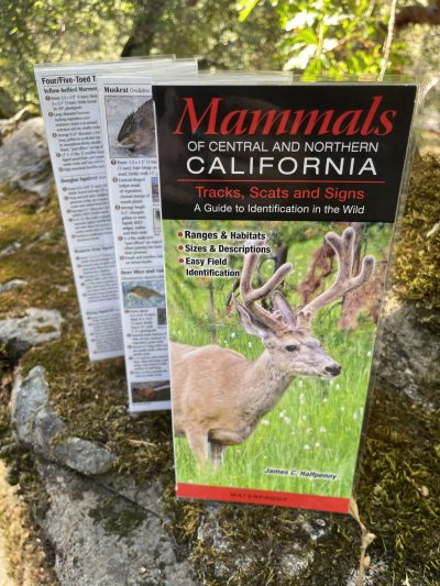Mammals of Central and Northern California