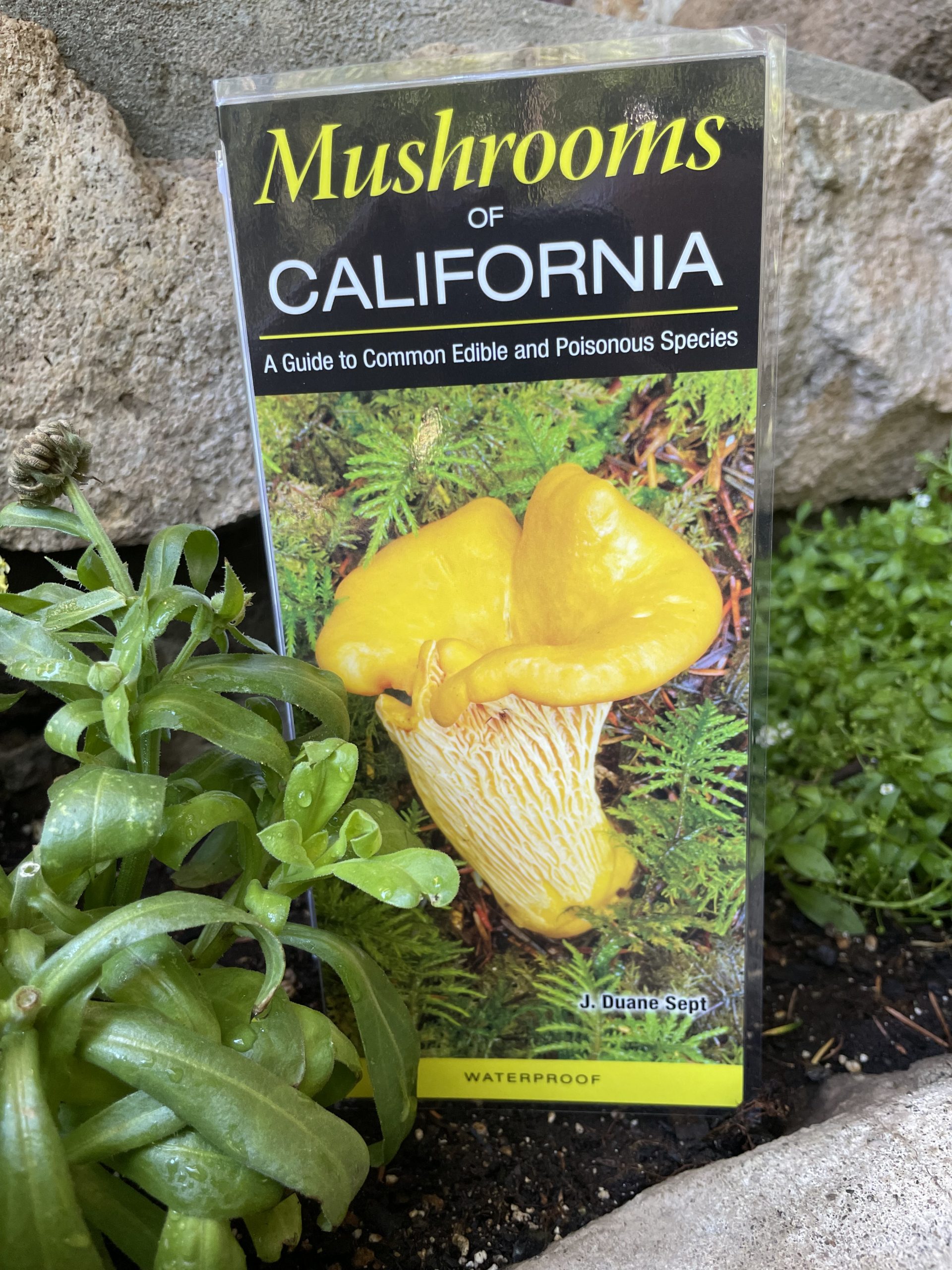 Mushrooms of California | Jack London State Historic Park