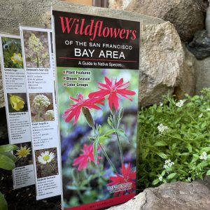 Wildflowers of the San Francisco Bay Area