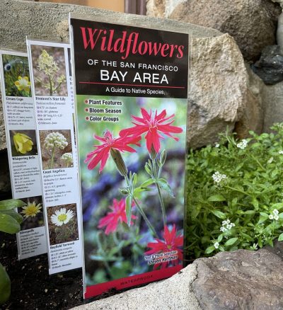 Wildflowers of the San Francisco Bay Area