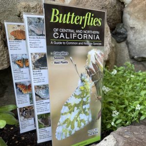 Butterflies of Central and Northern California