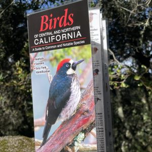 Birds of Central and Northern California