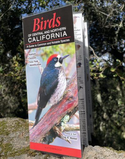 Birds of Central and Northern California