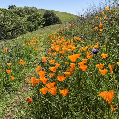 A Wildflower Hike for a Fresh View