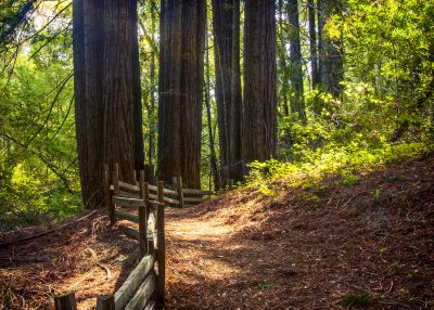 Redwood Fitness Hike October-2022