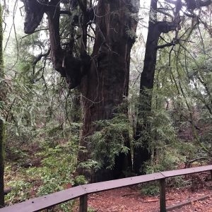 Ancient Redwood Trail