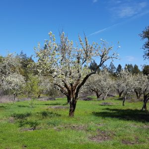 Historic Orchard Restoration