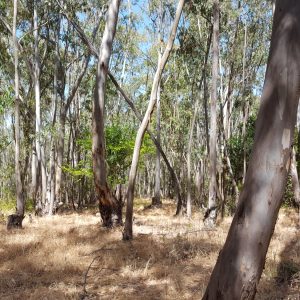 Eucalyptus Grove Management
