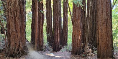 A Spring Redwood Experience 2024