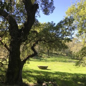 2 Minute Tours of Jack London State Historic Park