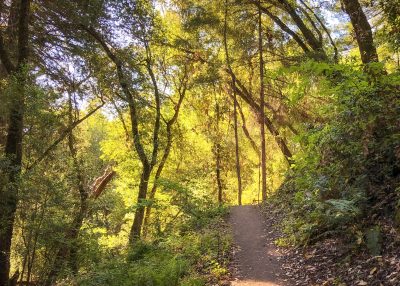 General Admission $10-Perfect Shady Hike-2024 (parking fee extra)
