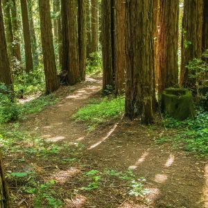 General Admission $10-Redwood Hike (parking fee extra)