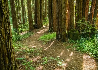 Redwood Hike for Family and Friends