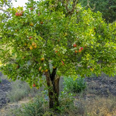 The Historic Orchard 2024 Harvest Celebration