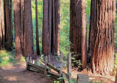 Redwood Connections