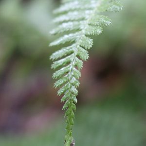 Renewed in Nature: A Seasonal Wellness Series – Winter