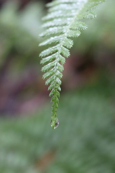 Renewed in Nature - Winter 2026