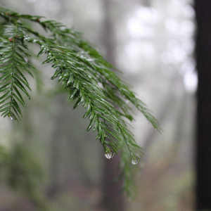Renewed in Nature: A Women’s Wellness Series