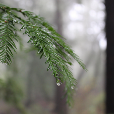Renewed in Nature: A Women's Wellness Event Copy