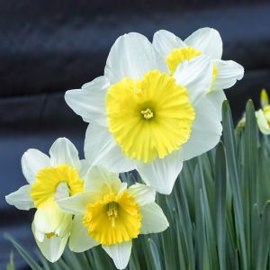 General Admission $15-Cottage Garden Daffodils