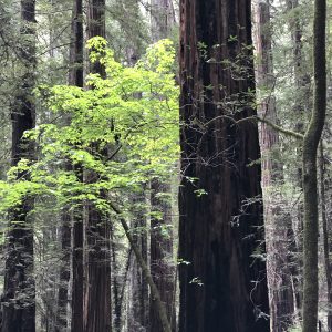 General Admission- $10.00 Late Winter Redwood Hike (parking fee extra)
