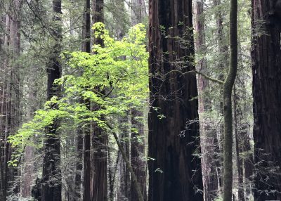 General Admission- $10.00 Late Winter Redwood Hike (parking fee extra)