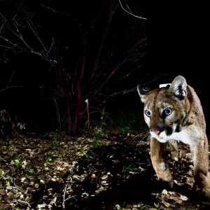 The Secret Lives of Mountain Lions -FREE