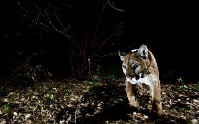 The Secret Lives of Mountain Lions