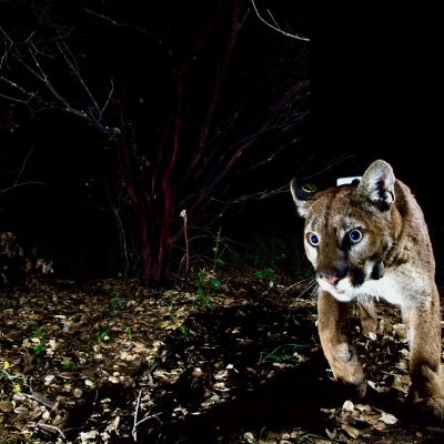 The Secret Lives of Mountain Lions