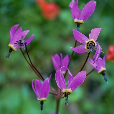 General Admission -$15.00- Wildflowers and More (parking fee extra)