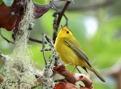 Migrations: Birds and Words on Sonoma Mountain