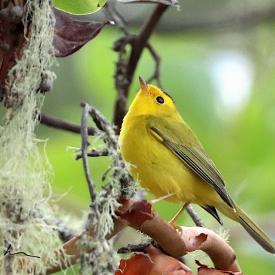 Migrations: Birds and Words on Oona-pa’is (Sonoma Mountain)