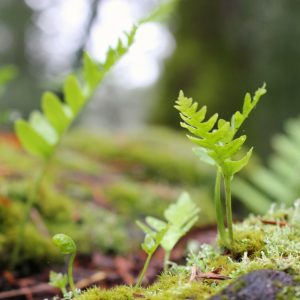 Renewed in Nature: A Seasonal Women’s Wellness Series – Spring