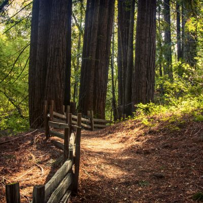 Redwood Fitness Hike July 2025