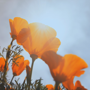 Renewed in Nature: A Seasonal Women’s Wellness Series – Summer