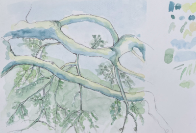 Plein Air Tree Sketching