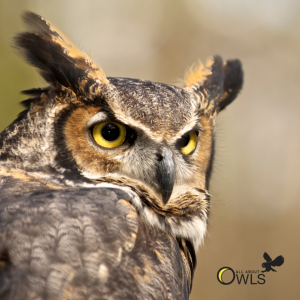 Owls – Presentation by All About Owls
