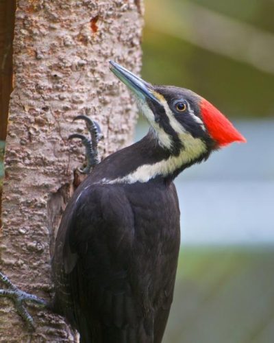 Las Aves de Sonoma