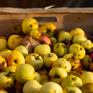 The Golden Hour – Cider Tasting at the Historic Orchard