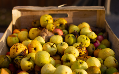 The Golden Hour – Cider Tasting at the Historic Orchard