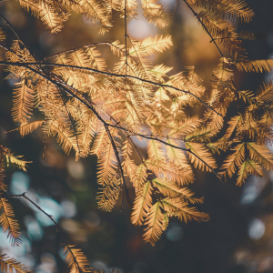 Renewed in Nature: A Seasonal Women’s Wellness Series – Fall