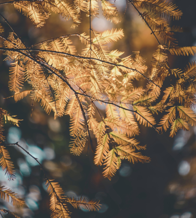 Renewed in Nature - Fall 2025